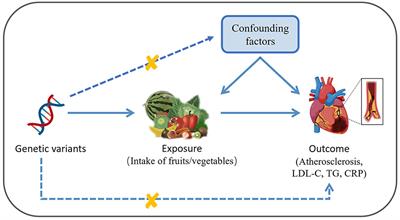 Identifying atheroprotective fruits and vegetables by <mark class="highlighted">Mendelian Randomization analysis</mark>